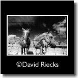 Horses in Infrared